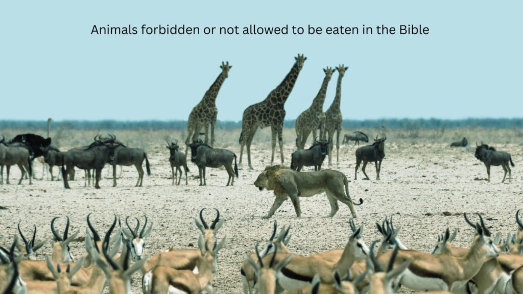 animals forbidden or not allowed to be eaten clean and unclean animals in the Bible
